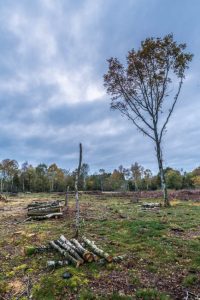 Tree Clearance in Progress