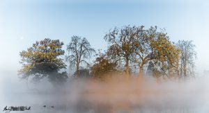 Copse of Tress in Mist Viewed Across Lake