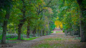 Avenue of Trees