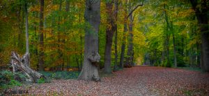 Avenue of Trees