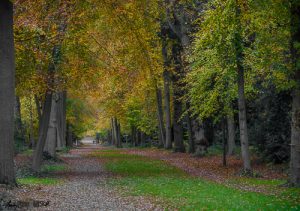 Avenue of Trees