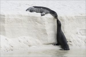 Kissing Sea Lions