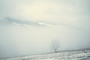 Tree on hill with mountains behind