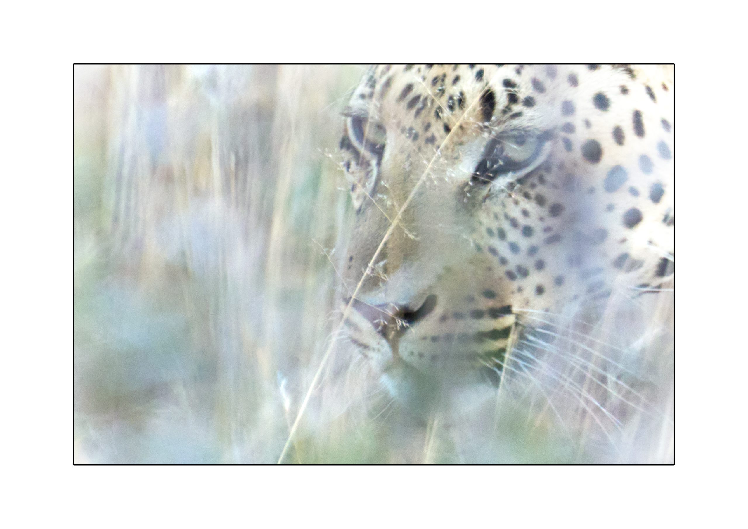 Jaguar 10,000 hours of deliberate practice mastering the art of photography